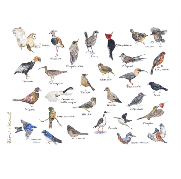 Cuaderno aves de Chile